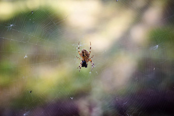 spider cross on a web on a background of forest bokeh.