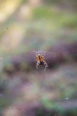 spider cross on a web on a background of forest bokeh.