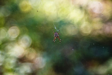 spider cross on a web on a background of forest bokeh.
