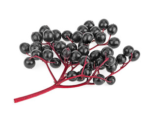 Fresh berries of elderberry on red branch, isolated on a white background.
