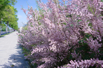 Tamarix ramosissima branches with pink flowers 