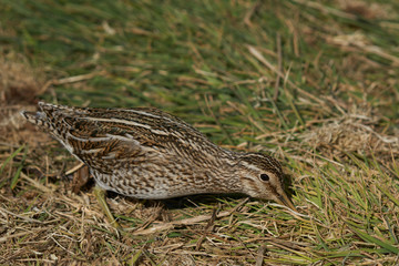Magellanic Snipe (Gallinago paraguaiae magellanica) probing the ground looking for food on Sea Lion Island in the Falkland Islands.