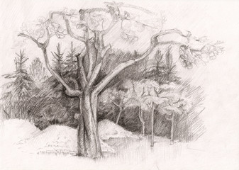 Sketch of Apple Tree in Autumn