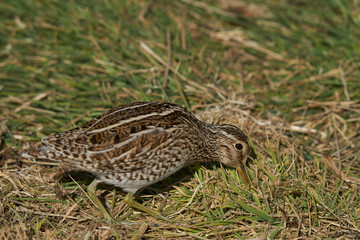 Magellanic Snipe (Gallinago paraguaiae magellanica) probing the ground looking for food on Sea Lion Island in the Falkland Islands.