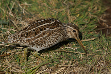 Magellanic Snipe (Gallinago paraguaiae magellanica) probing the ground looking for food on Sea Lion Island in the Falkland Islands.