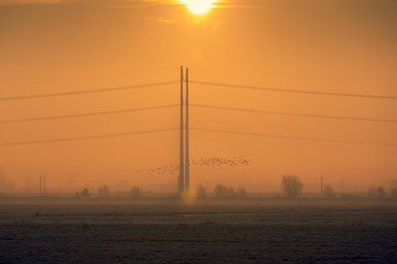 Birds flying in front of high electricity poles on a foggy morning in the meadows of the village of Oud Ade in the Netherlands