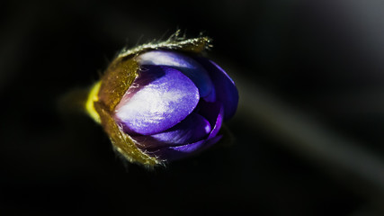 Close-up still blue primrose bud on a dark background.