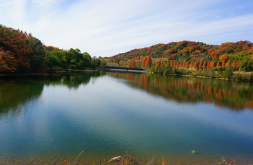 鯉と紅葉と池