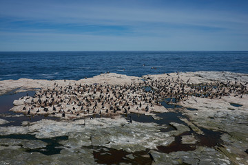 Imperial Shag (Phalacrocorax atriceps albiventer) nesting on Sea Lion Island in the Falkland Islands