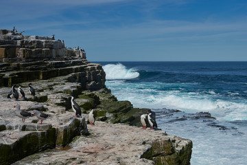 Imperial Shag (Phalacrocorax atriceps albiventer) on the cliffs of Sea Lion Island in the Falkland...
