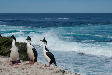 Imperial Shag (Phalacrocorax atriceps albiventer) on the cliffs of Sea Lion Island in the Falkland Islands