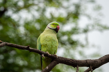 Rose ringed parakeet or ring necked parakeet a parrot from keoladeo national park, bharatpur, rajasthan, india - Psittacula krameri