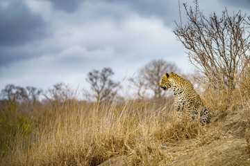 leopard in kruger national park, mpumalanga, south africa 45