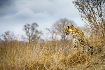 leopard in kruger national park, mpumalanga, south africa 52
