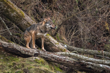 Wild Grey Wolf (Canis lupus) in his natural habitat. Carpathians Mountains. Poland
