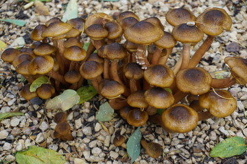 mushrooms in the forest