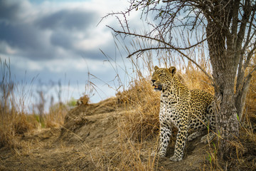 leopard in kruger national park, mpumalanga, south africa 161