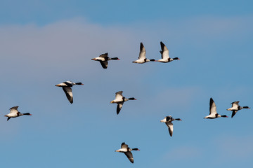 Flock of Common Shelduck ducks in flight in the morning. Their Latin name is Tadorna tadorna.