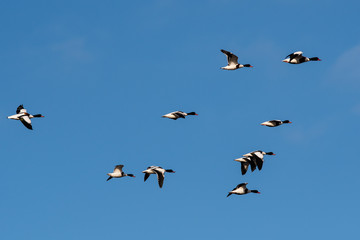 Flock of Common Shelduck ducks in flight in the morning. Their Latin name is Tadorna tadorna.