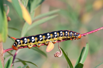 caterpillar