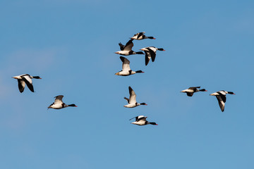 Flock of Common Shelduck ducks in flight in the morning. Their Latin name is Tadorna tadorna.
