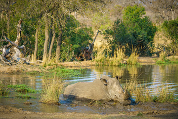 white rhino at a pond in kruger national park, mpumalanga, south africa 59