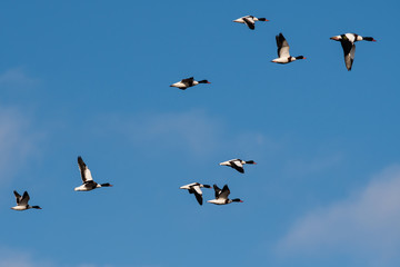 Flock of Common Shelduck ducks in flight in the morning. Their Latin name is Tadorna tadorna.