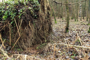 die große Wurzel im Wald