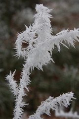 frost on tree