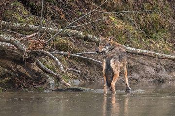 Wild Grey Wolf (Canis lupus) in his natural habitat. Carpathians Mountains. Poland