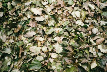 Autumn leaf on the sidewalk of city park. film photography