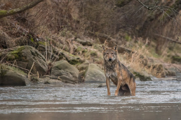Wild Grey Wolf (Canis lupus) in his natural habitat. Carpathians Mountains. Poland