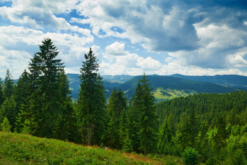 beautiful summer landscape, spruces on hills, cloudy sky and wildflowers - travel destination scenic, carpathian mountains