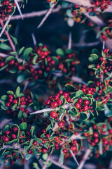 Moye planta autoctona