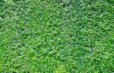 green wall for background