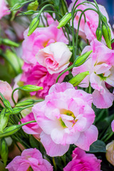 Eustoma flowers close-up blurred background