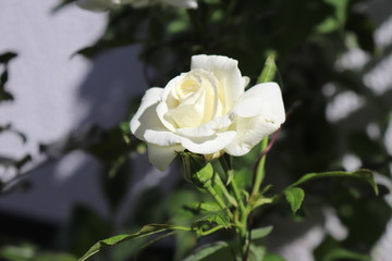 Rosa Branca