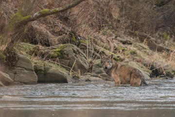 Wild Grey Wolf (Canis lupus) in his natural habitat. Carpathians Mountains. Poland