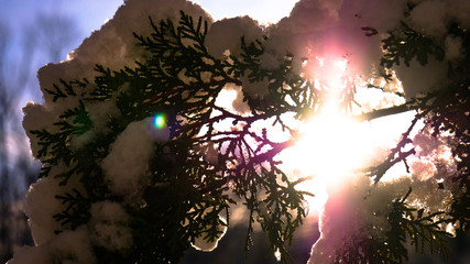 Sun through bush branch