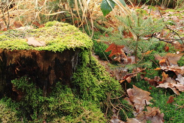 der kleine Tannenbaum