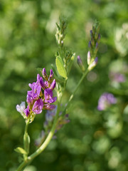Purple alfalfa flowers are blooming in the field.