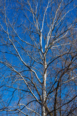 Fototapeta na wymiar Birch trees along a river in early spring