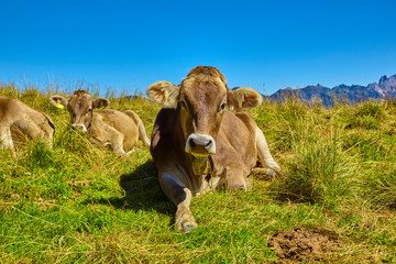 Tired cow at siesta in the "Stubai Valley" in Austria