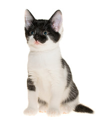 Black-white small shorthair kitten sitting isolated