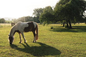 White and brown horse grazing on pasture in sunlight. Horse ranch
