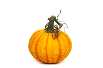 pumpkin isolated on white background