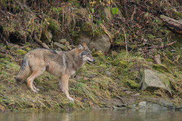 Naklejka na ściany i meble Wild Grey Wolf (Canis lupus) in his natural habitat. Carpathians Mountains. Poland