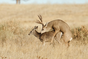 Deer having sex in a field