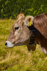 Beautiful portrait of an alpine cow in the mountains