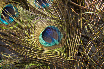 Obraz premium peacock feathers background